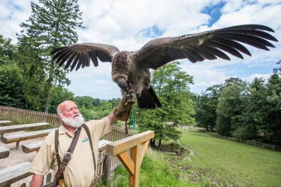 Greifvogelflugshow im Wildpark