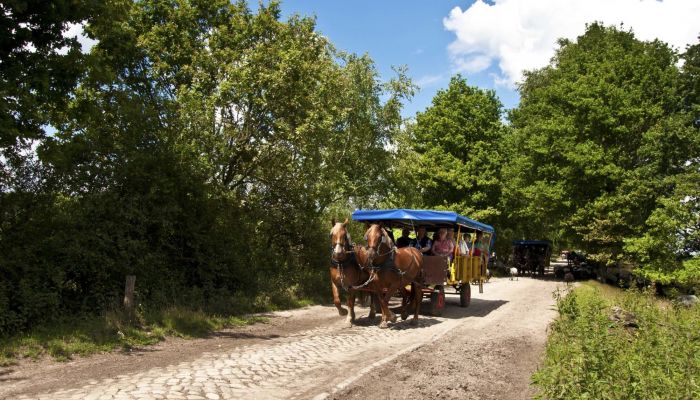 Kutschfahrten Meyer, Schneverdingen