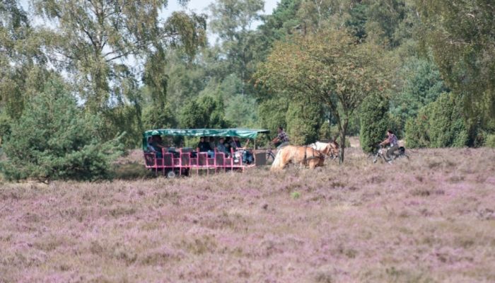 Hillmers Kutschfahrten, Lüneburger Heide