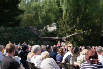 Flugshow im Weltvogelpark Walsrode