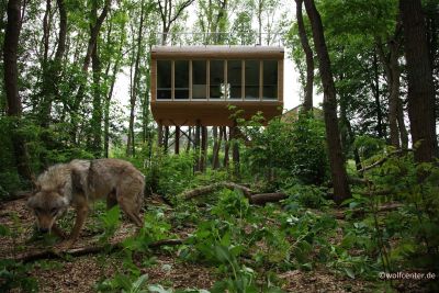 Baumhaus im Wolfcenter