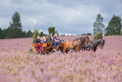 Kutschfahrt durch die blühende Heide