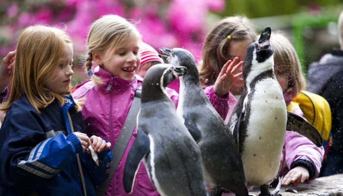 Pinguinfütterung