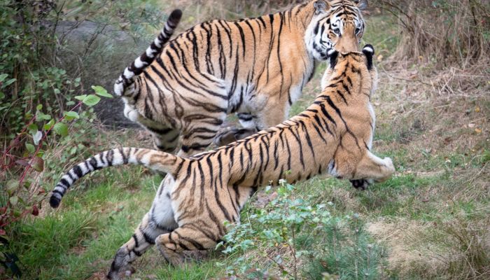 Wildpark Nindorf Tiger