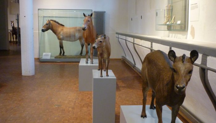 Pferdemuseum Entwicklung des Pferdes