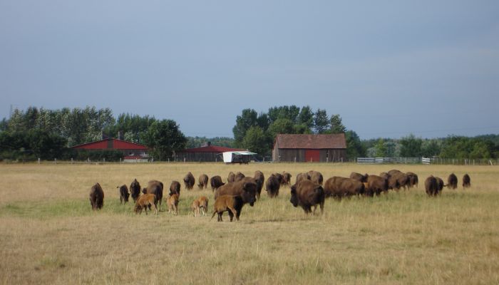 Bisonfarm Essel, Aller-Leine-Tal