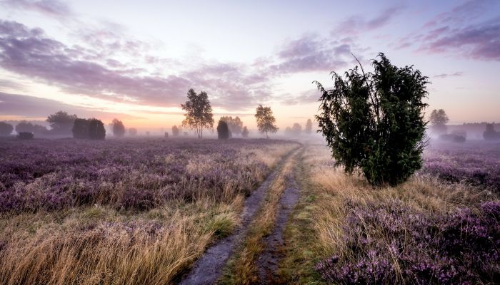 Wacholderheide Lüneburger Heide