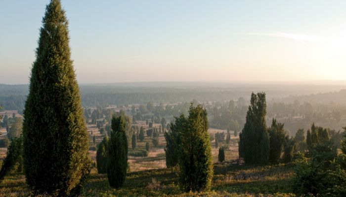 Sonnenaufgang am Wilseder Berg